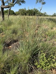 Andropogon gayanus