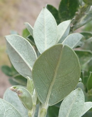 Podalyria myrtillifolia