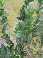 Podalyria myrtillifolia