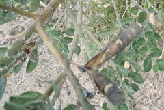 Podalyria myrtillifolia