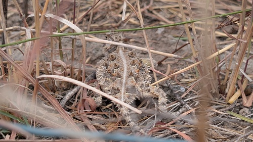 Texas Horned Lizard observed by shaunmichael