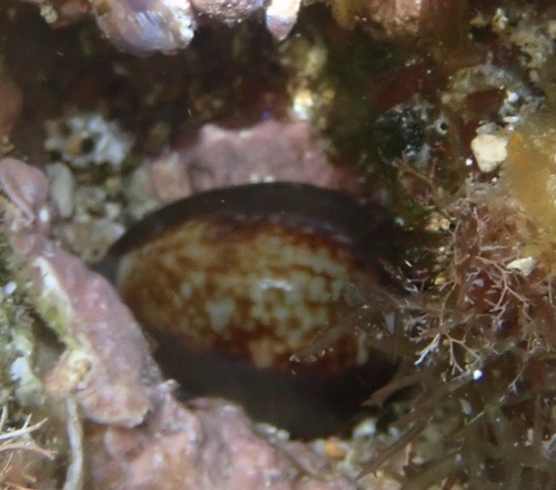 Cypraea caputserpentis observed 2025-12-04