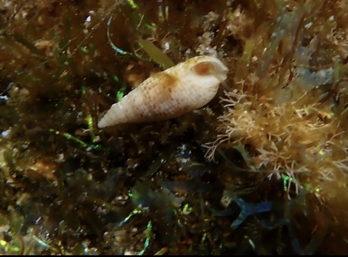 Cerithium nesioticum observed 2025-12-04