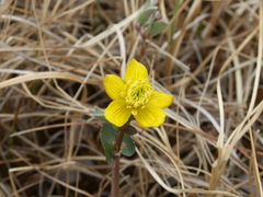 Caltha arctica
