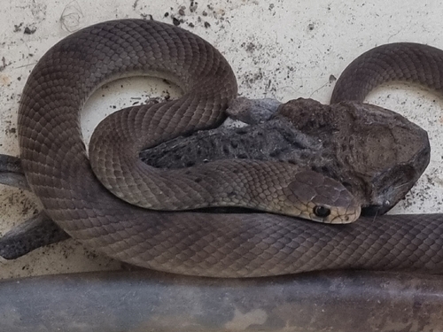 Eastern Brown Snake sighting