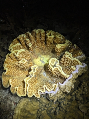 disc coral