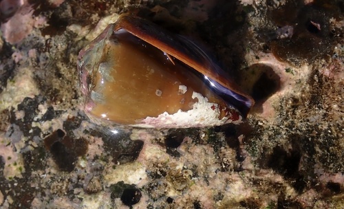 Conus lividus observed 2025-12-04