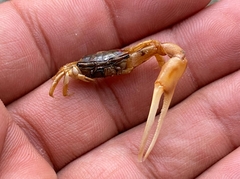 Leptuca leptodactyla