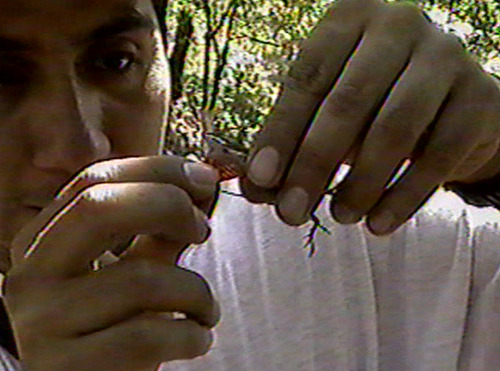 Dunn's Anole, Anolis dunni