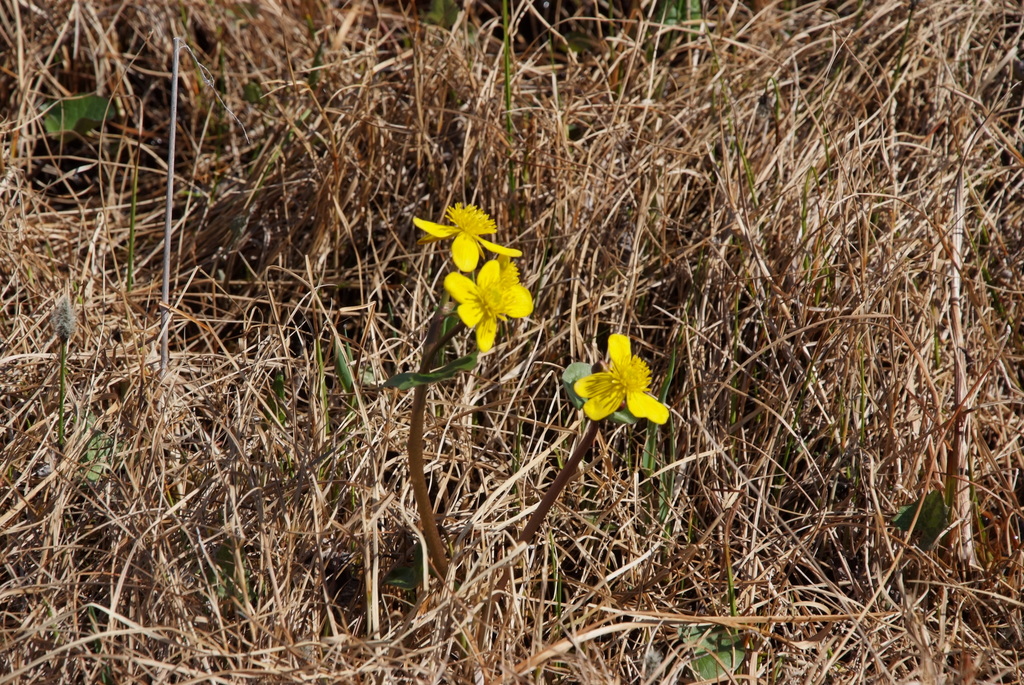 Caltha arctica