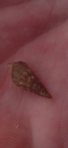 Ittibittium parcum observed 2025-12-04