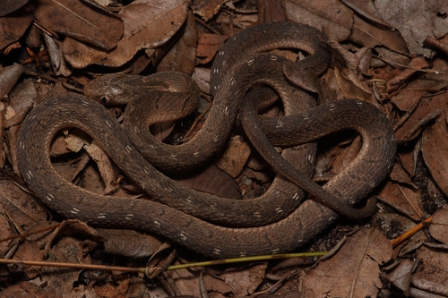 East African Egg Eater