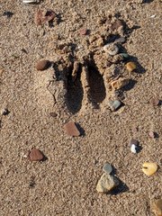 Odocoileus virginianus