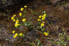 Caltha arctica