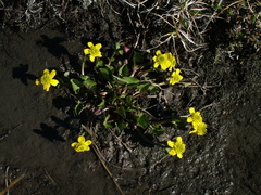 Caltha arctica