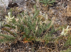 Oxytropis approximata