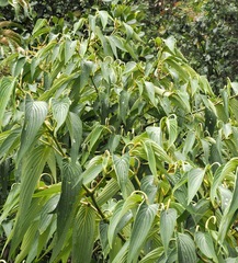 Piper lanceifolium, photograph (c) desertnaturalist, some rights reserved (CC BY)