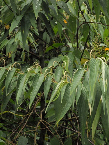 Piper lanceifolium