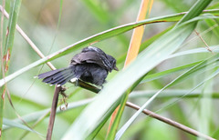 Cercomacra nigricans