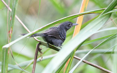 Cercomacra nigricans