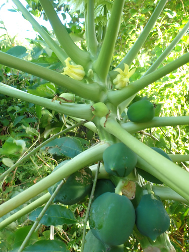 Carica papaya