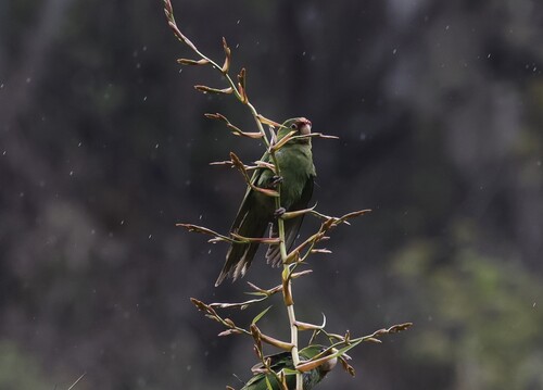 Cordilleran Parakeet (Psittacara frontatus), photo 9