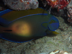 Acanthurus fowleri