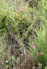 Chironia melampyrifolia