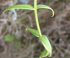 Chironia melampyrifolia