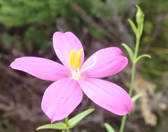Chironia melampyrifolia