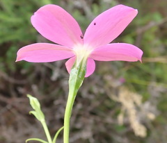 Chironia melampyrifolia