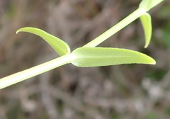 Chironia melampyrifolia