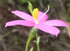 Chironia melampyrifolia