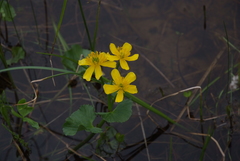 Caltha arctica