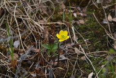 Caltha arctica