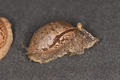 Drusia ibera