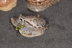 Drusia ibera