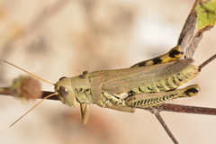 Melanoplus differentialis
