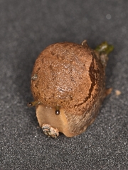 Drusia ibera