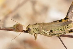 Melanoplus differentialis