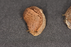 Drusia ibera
