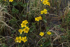 Caltha arctica