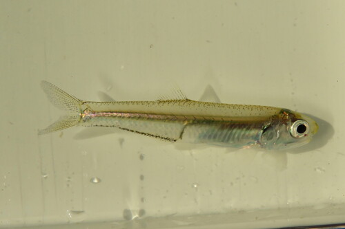 Anchoa mitchilli (Valenciennes, 1848)