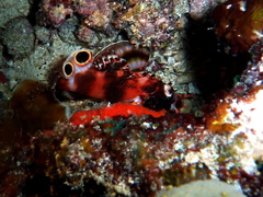 Dendrochirus biocellatus