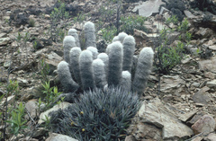 Oreocereus trollii