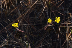 Caltha arctica