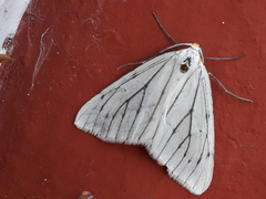 Neuromelia selectata