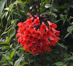 Bomarea patinii, photograph (c) desertnaturalist, some rights reserved (CC BY)