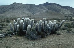 Oreocereus trollii