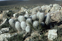Oreocereus trollii